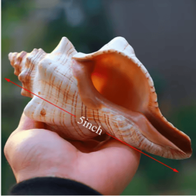 2PCS Conch Shell Large Natural Seashells For Fish Tank Wedding Decor Beach Theme Party Home Decorations (Option: White)